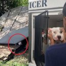 강아지마을 이미지