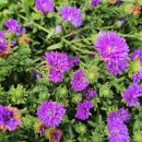 보랏빛 가을의 정원, 제주 '휴애리 자연생활공원'에서 만나는 아스타국화의 향연 이미지