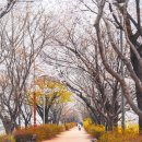 GM테크 | 소니 A7M5 및 50-150 f2.0 GM 렌즈 실사용기, 흐린 날 쌍둥이 벚꽃 출사 현실 리뷰(안양천 벚꽃길 추천)