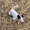 박순석동물메디컬센터 | 검둥개와의 환상의 호흡 with mouse (박순석동물메디컬센터 방문기)