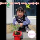 💚Green Day 5 - 방울토마토 모종을 심어요💚 이미지