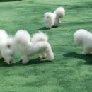 월드켄넬 이미지