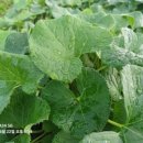 곰치2농장 이미지