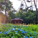 속 숲 힐링 명소 6곳 : ① 부산 치유의 숲 ②국립부산승학산치유의숲 ③기장 장안치유의숲 ④철마...