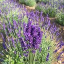 주신농장 이미지