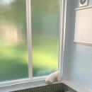 바비애견풀빌라 이미지