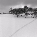 백양목장 이미지