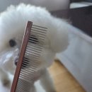 콤 | 강아지 빗 뭐 쓰세요?🐶 비숑 얼굴 털 관리용 웨거스 미니 페이스 콤 후기
