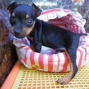 도꾸애견 이미지