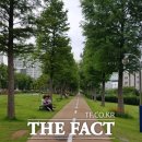 완도군청 가로수 더팩트