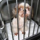 연서 동물병원 이미지