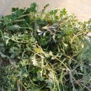 고봉민김밥인일곡점 이미지