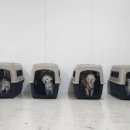 딩동댕댕 애견유치원 이미지