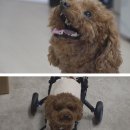 아롱이네 농장 이미지