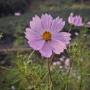 젊은 국악 꿈꾸는 바다 | 꿈같은 날들은 사라져 버리고...