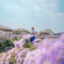 경상북도 안동시 하회마을관리사무소 | 안동 하회마을 개미취 / 셔틀버스 타는방법, 개미취 위치 25.10.1 방문