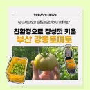 [농가살리기] 강동토마토 농장 방문! 숨겨진 슬픈 사연은?