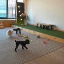 멍멍아 준비땅 이미지