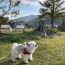 씨유 정선아리랑점 | 강원도 애견동반 하이원리조트 펫클럽 힐콘도 힐펫룸 후기