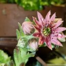 펜션정원 이미지