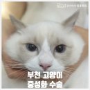 중동 우리아이 동물병원 | 부천 동물 병원 [중동 우리 아이 동물 병원] 고양이 중성화 수술
