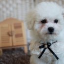 펫스티발 이미지