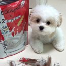 도그플러스 | 강아지 저알러지 덴탈껌 A2 이지츄 도그시그널 덴탈 플러스 후기