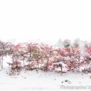 하얀농장 이미지