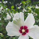 무궁화공원화장실(주차장) | 광화문 무궁화 동산 방문 후기(주차정보, 무궁화 종류)