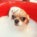 아지케어 이미지