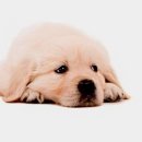 강아지 사랑 이미지