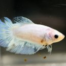 채형농장 이미지