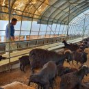 구정염소농장 이미지