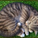 동물사랑 동물병원 이미지