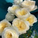 로얄(ROYAL) 이미지