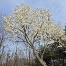 동산1로 | [경기/부천] 원미산 진달래동산 진달래꽃구경 후기