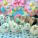 멍멍아학교가자 (대명점) 이미지