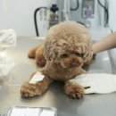 라온동물병원 이미지