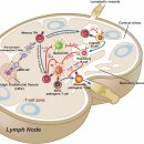 자가면역 염증 pathology 최신논문, 2024년 기준 FDA 승인 생물학적 제제 약물들!! 이미지
