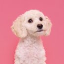 포마이티니