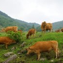 수도 한우목장 이미지