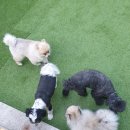 헬로우, 마루네 애견운동장 이미지