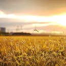 대지안경원 이미지