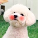 더쿠