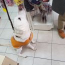 와와펫 애견용품점