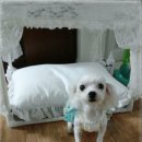 안나 제니 펫샵 이미지