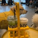 이마트24 화성양감정문점 | 화성 카페 | 훈트 유기견 카페 방문 후기 + 주말 이용 방법 정리