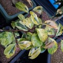 동백농원 이미지