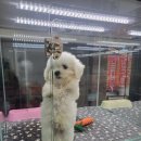 이쁘개 건강하개 네이버블로그