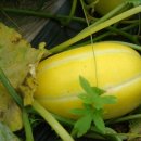 누룽지농장 이미지